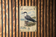 a poster of a sooty tern, a type of bird, mounted on a wooden wall.