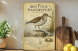 a framed illustration of a spotted sandpiper bird, with a detailed description of the bird's physical characteristics and habitat.