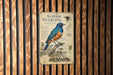 a poster or informational display about the Superb Starling, a species of bird, mounted on a wooden wall.