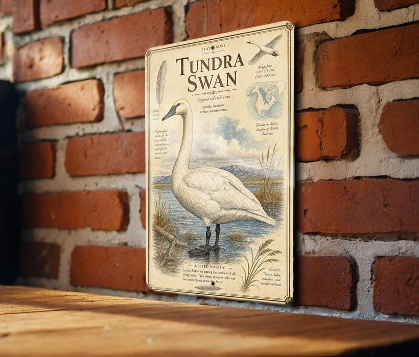A metal plaque with an illustration of a swan and text about the species, mounted on a brick wall.