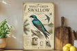 a vintage-style illustration of a violet-green swallow perched on a branch, accompanied by various bird-related illustrations and text.