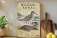 A vintage-style field guide to the wandering tatterler, featuring a detailed illustration of the bird on a rock with a coastal landscape in the background.