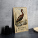 A vintage-style illustration of a white-faced ibis standing in a marshy area, with a caption that reads "White-faced Ibis".