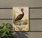 a sign with a picture of a white-faced ibis standing in a marshy area, surrounded by tall grasses and reeds.