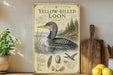 A vintage-style poster of a yellow-billed loon, featuring illustrations of the bird and its natural habitat, is displayed on a shelf next to a wooden cutting board and some potted plants.