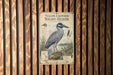 A vintage-style illustration of a yellow-crowned night-heron, a bird species known for its distinctive yellow crown and black head, is displayed on a wooden wall.