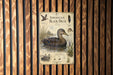 a poster of an American Black Duck, which is mounted on a wooden wall.