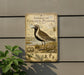 a vintage-style field guide for the American Golden-Plover, with illustrations of the bird and its natural habitat.