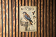 a poster of an American Kestrel, a bird of prey, mounted on a wooden wall.