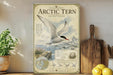 a poster of an Arctic tern, a medium-sized seabird, with a detailed illustration of the bird in flight and a map of the Arctic region.