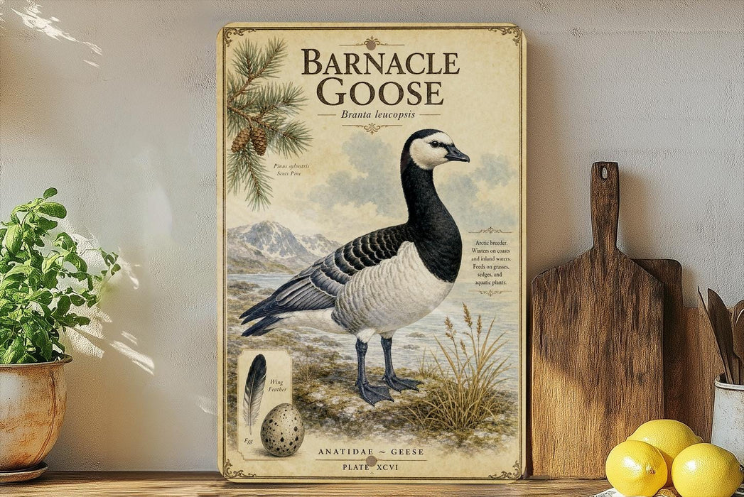 Barnacle Goose