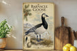 Barnacle Goose