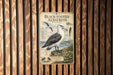 a poster of a black-footed albatross, which is a large seabird that is native to the coastal regions of the Western Hemisphere. The poster is mounted on a wooden wall with vertical slats, creating a rustic and natural backdrop. The poster provides information about the species, including its habitat, diet, and conservation status.