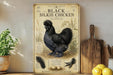 a vintage-style poster or sign with an illustration of a black Silkie chicken, surrounded by various text elements and decorative elements.