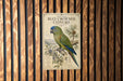 a vintage-style poster of a blue-crowned conure parrot, which is mounted on a wooden wall.