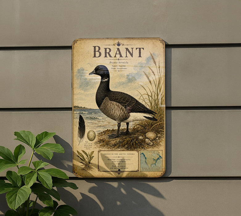 a metal plaque with a detailed illustration of a brant goose, mounted on a wall.