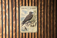 a vintage-style poster of a bird, specifically the Brown Nody, mounted on a wooden wall.