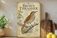 a vintage-style field guide to the Brown Thrasher, a bird species, with illustrations and text.
