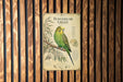 a vintage-style metal plaque with a detailed illustration of a Budgerigar Green parrot perched on a branch.