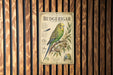 a vintage-style poster of a Budgerigar, a small parrot, mounted on a wooden wall.