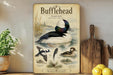 a framed illustration of a duck, with text providing information about the species.