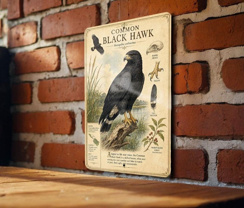 a vintage-style illustration of a Common Black Hawk, a bird of prey, perched on a tree branch. The illustration includes detailed illustrations of the bird's physical features, such as its sharp talons, and its natural habitat, including a grassy area and a body of water. The text on the illustration provides information about the Common Black Hawk, including its size, habitat, and behavior.