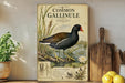 a vintage-style illustration of a Common Gallinule, a type of water bird, standing on a pond with lily pads. The illustration is accompanied by text that provides information about the bird, including its habitat and behavior.