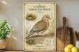 a vintage-style illustration of a Common Ground Dove, a bird known for its distinctive appearance and habitat. The illustration includes a detailed depiction of the bird's physical features, such as its brown and white plumage, black speckled wings, and a small nest in the background. The illustration is set against a backdrop of a white wall, with a wooden shelf displaying various kitchen utensils and a potted plant nearby.
