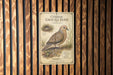 a vintage-style illustration of a Common Ground Dove, a bird native to the United States. The illustration depicts the bird standing on the ground, surrounded by grass and plants. The text on the illustration provides information about the Common Ground Dove, including its habitat, diet, and behavior.