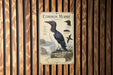 a poster of a Common Murre, a type of sea bird, displayed on a wooden wall.