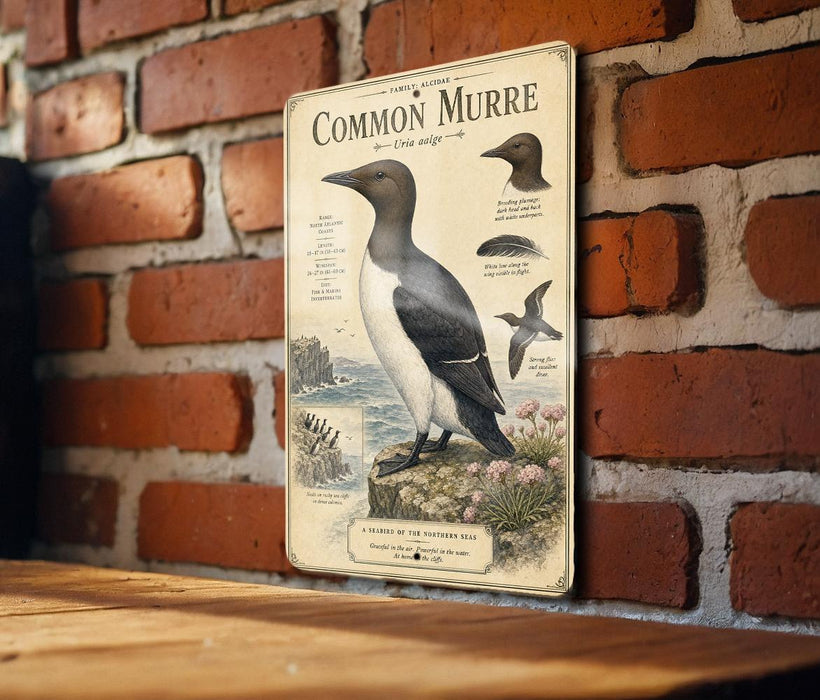 a vintage-style metal sign with illustrations and text about the Common Murre, a bird species from the Northern Seas.
