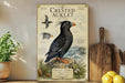 a framed illustration of a black bird, likely a crested auklet, perched on a rock with a coastal landscape in the background.