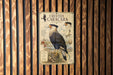 a poster or illustration of a bird, specifically a crested caracara, mounted on a wooden wall.