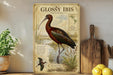 a vintage-style illustration of a glossy ibis bird, with a wooden board displaying the bird's scientific name and details. The scene includes a potted plant, a wooden cutting board, and some lemons.