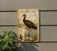 a sign with a detailed illustration of a Glossy Ibis, a large wading bird with a long, curved beak, standing in a marshy area with tall grass and plants.