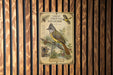 a vintage-style illustration of a Great Crested Flycatcher, a bird known for its distinctive appearance and habitat.
