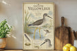 a vintage-style illustration of a Greater Yellowlegs bird, with detailed illustrations and text providing information about the bird species.