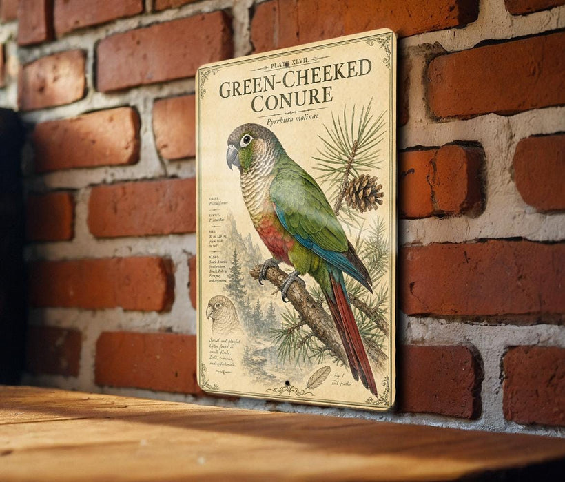 a vintage-style illustration of a green-cheeked conure parrot perched on a branch, mounted on a brick wall.