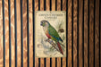 A poster of a green-cheeked conure parrot is displayed on a wooden wall.