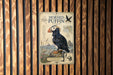 a poster of a horned puffin, a type of bird, with a detailed illustration and text providing information about the bird.