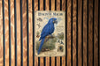a blue parrot, specifically a Hyacinth Macaw, perched on a branch.