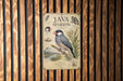 a poster of a Java Sparrow, which is a small, colorful bird with a distinctive black and white head and gray body. The poster is mounted on a wooden wall with vertical slats, creating a rustic and natural backdrop.