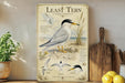 The image is a framed illustration of a tern, a type of seabird, with various bird illustrations and text providing information about the species.