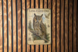 a poster of a long-eared owl, which is mounted on a wooden wall.