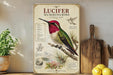 a poster or painting of a hummingbird, with various details and illustrations about the bird, including its physical characteristics, habitat, and behavior.