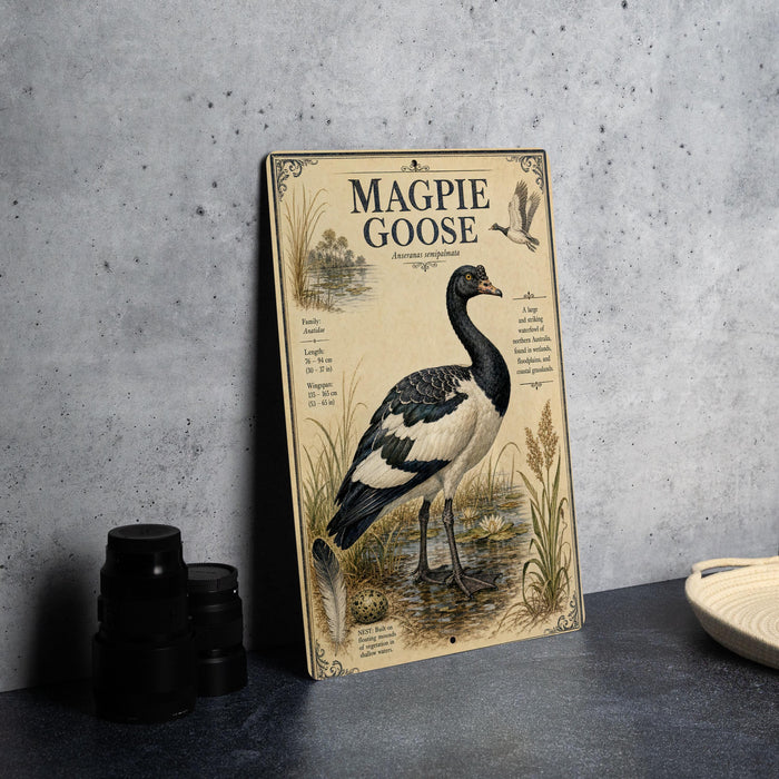 a vintage-style illustration of a magpie goose, with a detailed depiction of the bird standing in a natural setting.