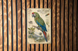 a vintage-style metal sign with a detailed illustration of a macaw, a large parrot species, perched on a branch.