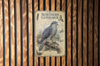 a poster of a Northern Goshawk, a bird of prey, mounted on a wooden wall.