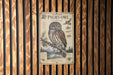 a poster of a Northern Pygmy Owl, which is a small owl species native to North America. The poster includes a detailed illustration of the owl and provides information about its habitat, diet, and behavior.