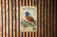 a colorful illustration of a bird, specifically a male painted bunting, perched on a branch with berries.
